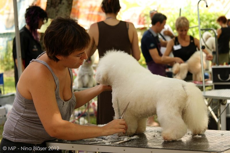 2012-07-01 B & B - Bedlington & Bichon Fun Day (9)_1500x1000.jpg